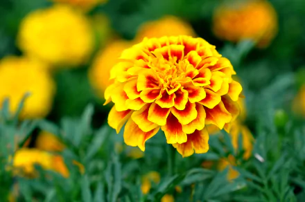 A vibrant yellow marigold flower stands out against a blurred background of more blooms, showcasing its intricate petals in this HD nature wallpaper.