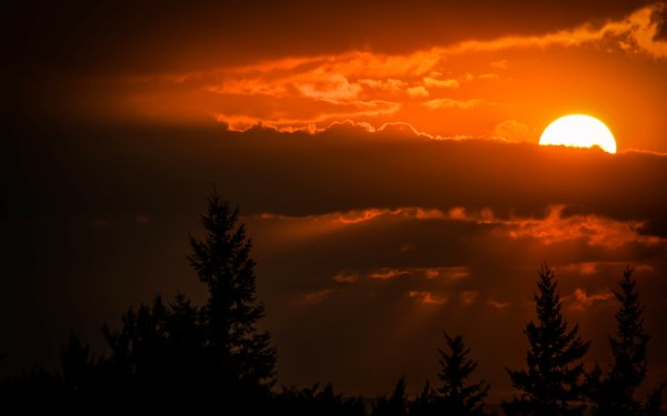 Nature Sunset Sky Sun orange Tree Silhouette HD Wallpaper | Background Image
