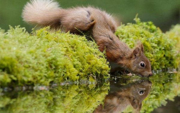 Animal Squirrel Rodent Moss Reflection Water HD Wallpaper | Background Image