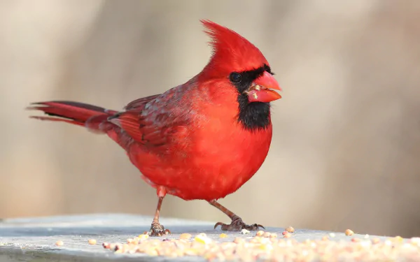 Close-up HD desktop wallpaper of a vibrant northern cardinal bird with vivid red plumage against a soft, blurred natural background.