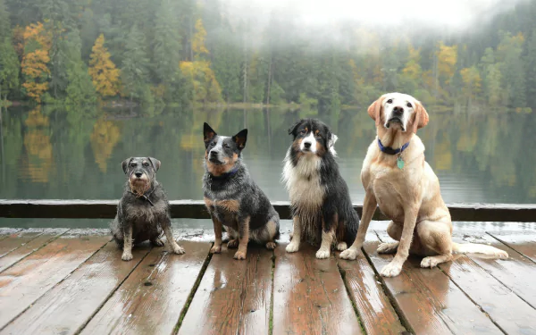 Four dogs including a Labrador Retriever and Australian Cattle Dog sit on a foggy dock by a lake in a forest, captured in an HD PC desktop wallpaper background.
