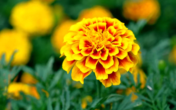 A vibrant yellow marigold flower stands out against a blurred background of more blooms, showcasing its intricate petals in this HD nature wallpaper.