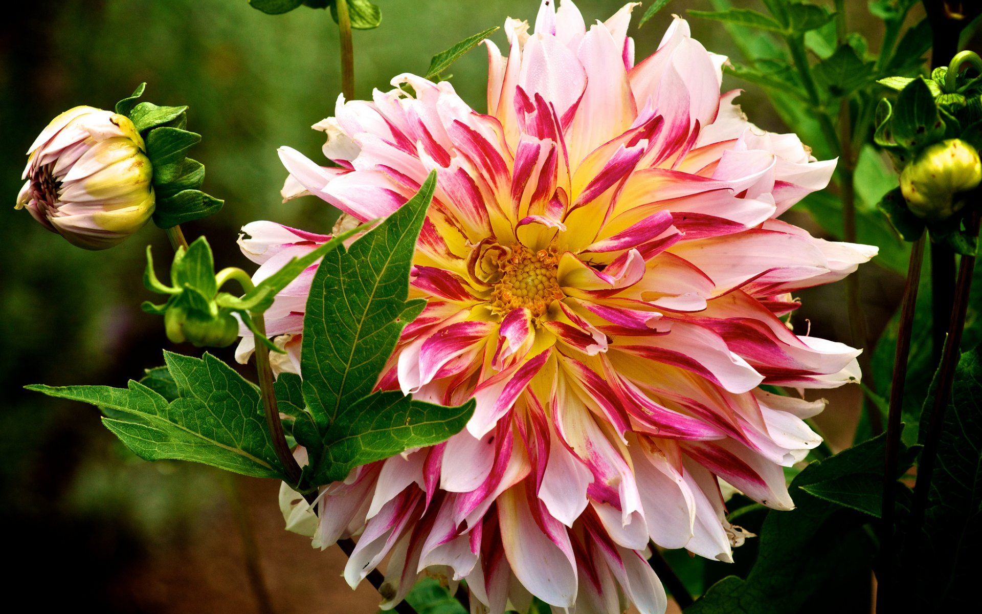 Pink Dahlia HD Wallpaper | Background Image | 1920x1200