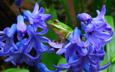 Close-up HD wallpaper of a vibrant green tree frog nestled among blooming purple hyacinth flowers in a natural setting.