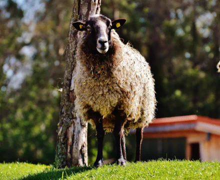 Animal sheep HD Desktop Wallpaper | Background Image