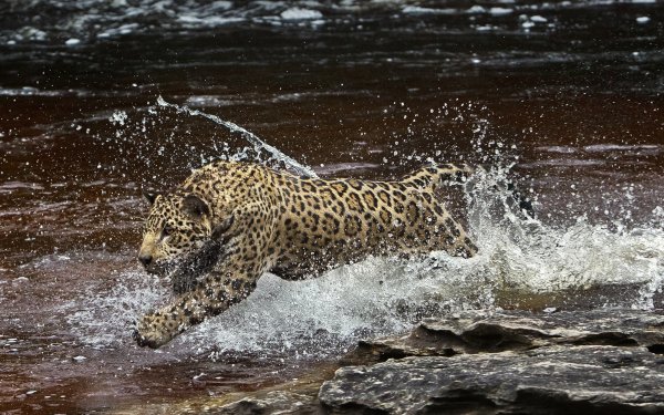 Animal Jaguar Cats Water HD Wallpaper | Background Image