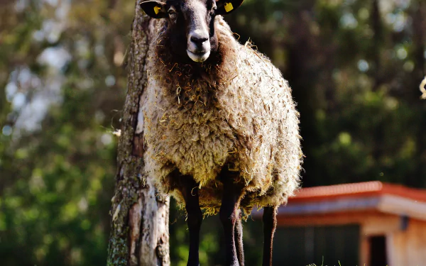 Animal sheep HD Desktop Wallpaper | Background Image