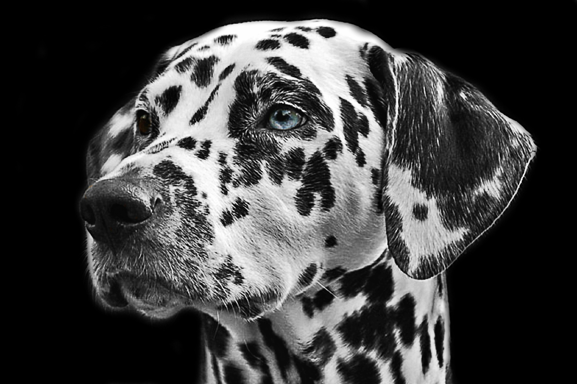 Dalmatian HD wallpapers  Pxfuel