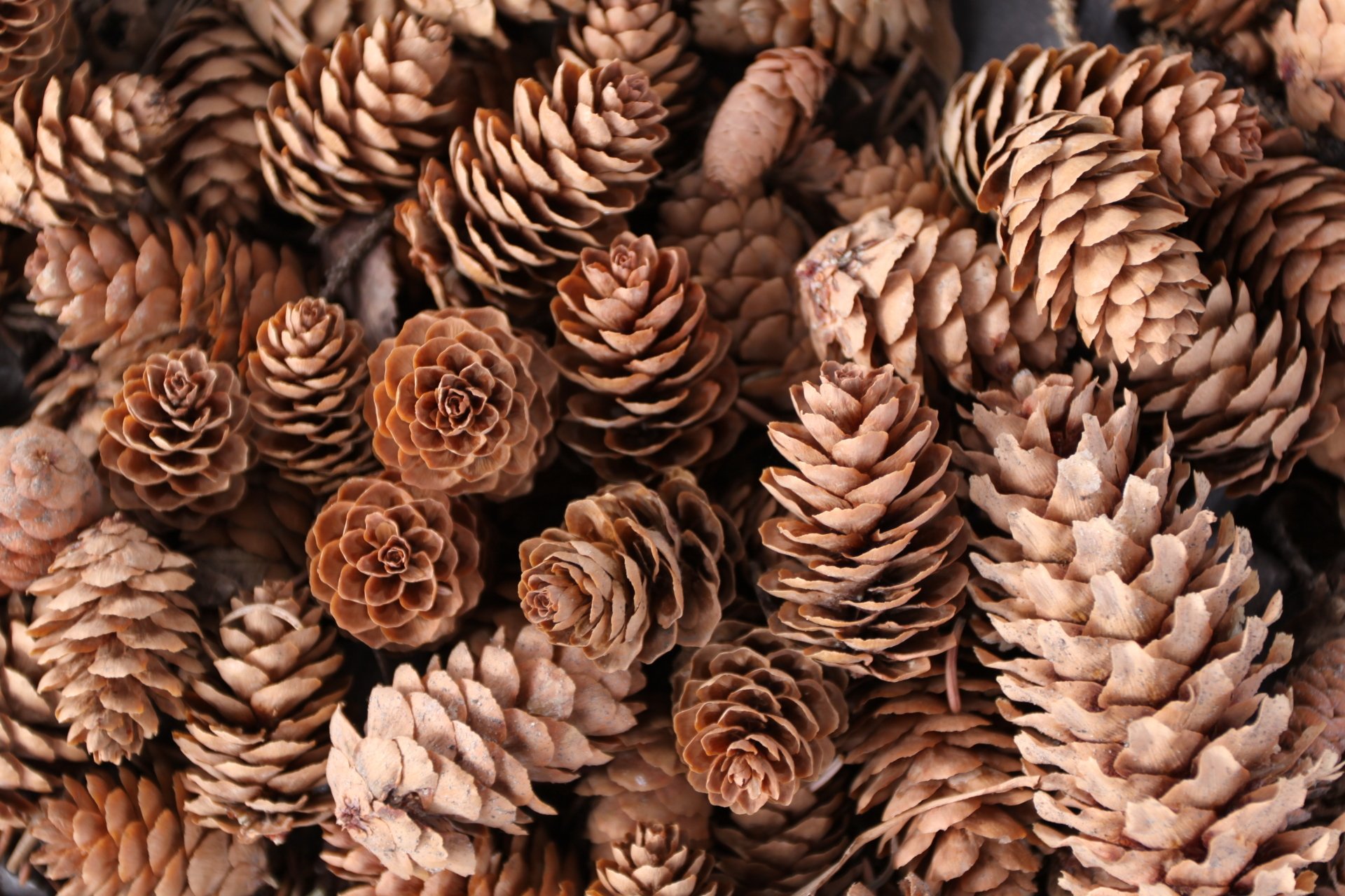 Download Macro Nature Pine Cone 4k Ultra HD Wallpaper