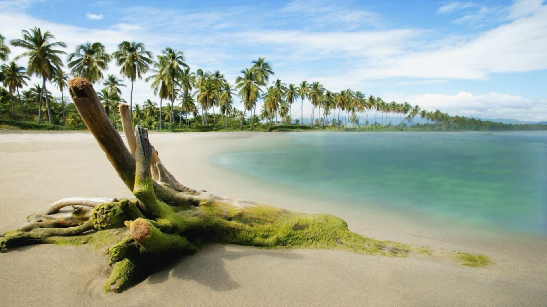 Download Palm Tree Shore Beach Coast Nature Coastline Tree HD Wallpaper ...
