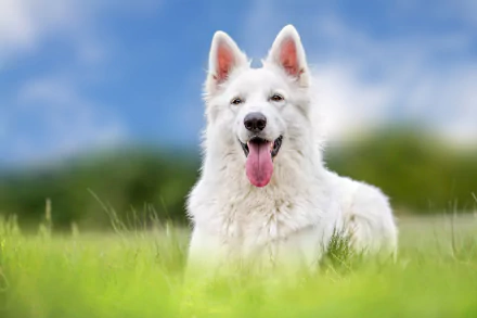 HD desktop wallpaper showing a white shepherd dog lying on green grass with a blurred natural background under a blue sky.