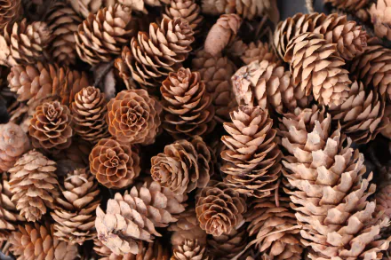 Macro nature close-up of assorted pine cones in warm tones, 4K Ultra HD PC desktop wallpaper/background.