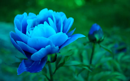 Close-up HD desktop wallpaper showcasing a vibrant blue peony flower surrounded by green foliage in nature.