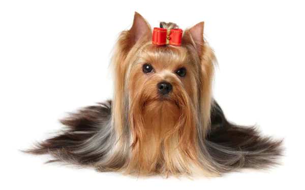 dog Animal yorkshire terrier HD Desktop Wallpaper | Background Image
