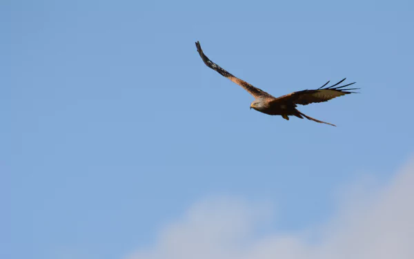 red kite bird Animal kite HD Desktop Wallpaper | Background Image