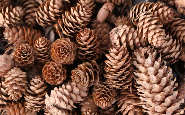 Macro nature close-up of assorted pine cones in warm tones, 4K Ultra HD PC desktop wallpaper/background.