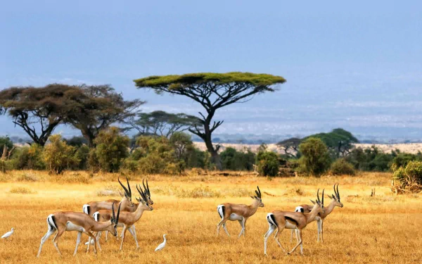 HD PC desktop wallpaper featuring a herd of antelopes grazing in a golden savanna with acacia trees under a clear blue sky.
