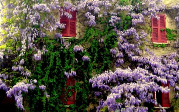 Man Made House Earth Flower Wisteria Spring Purple Flower HD Wallpaper | Background Image