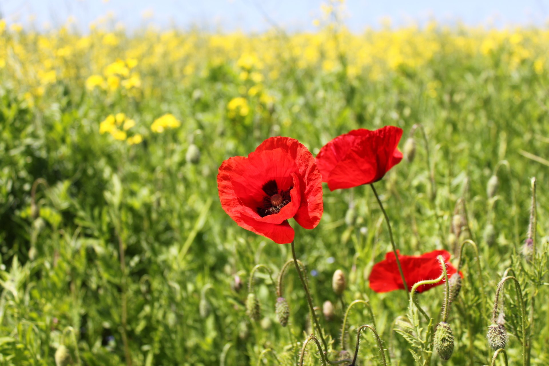 Mohnblume by Bridlin