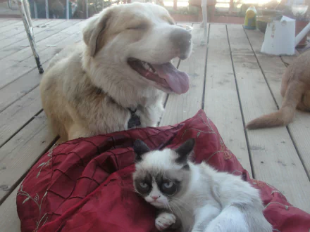  Grumpy the cat welcomes a new friend