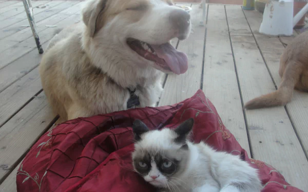  Grumpy the cat welcomes a new friend