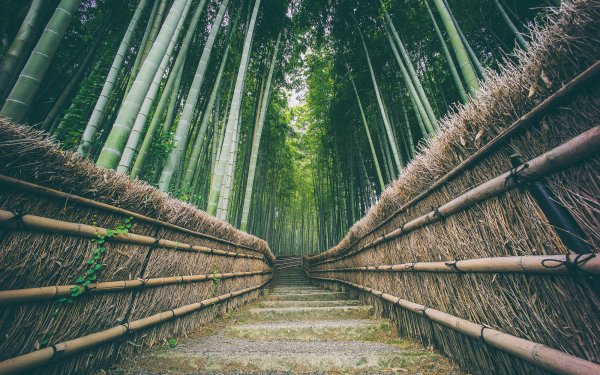 Man Made Path Bamboo Green Japan HD Wallpaper | Background Image