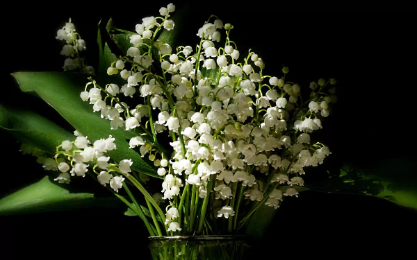 White lily-of-the-valley blooms arranged in a glass vase on a dark backdrop — nature-themed 2K Quad HD PC desktop wallpaper and background.