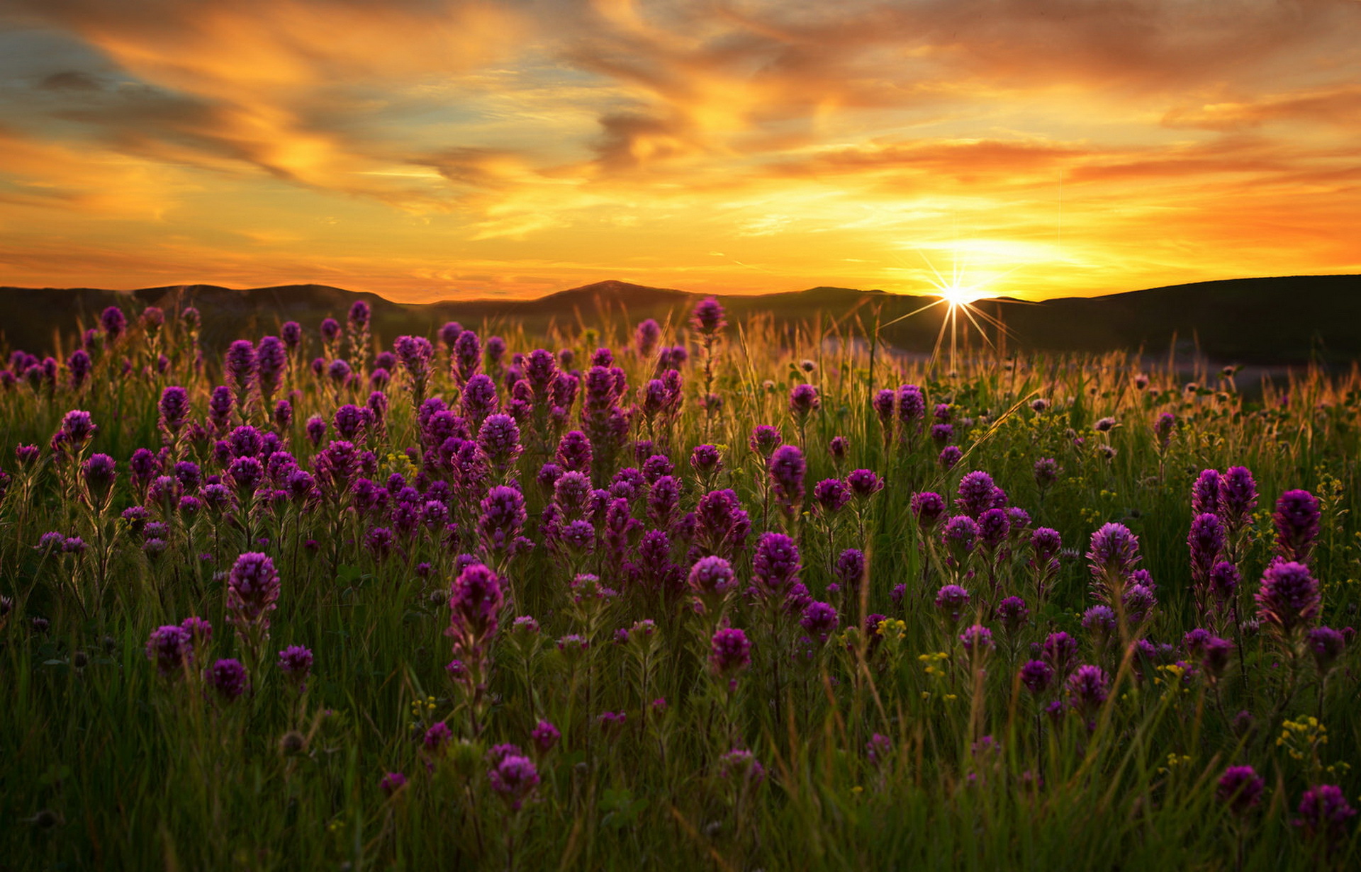 Flower Field Sunrise