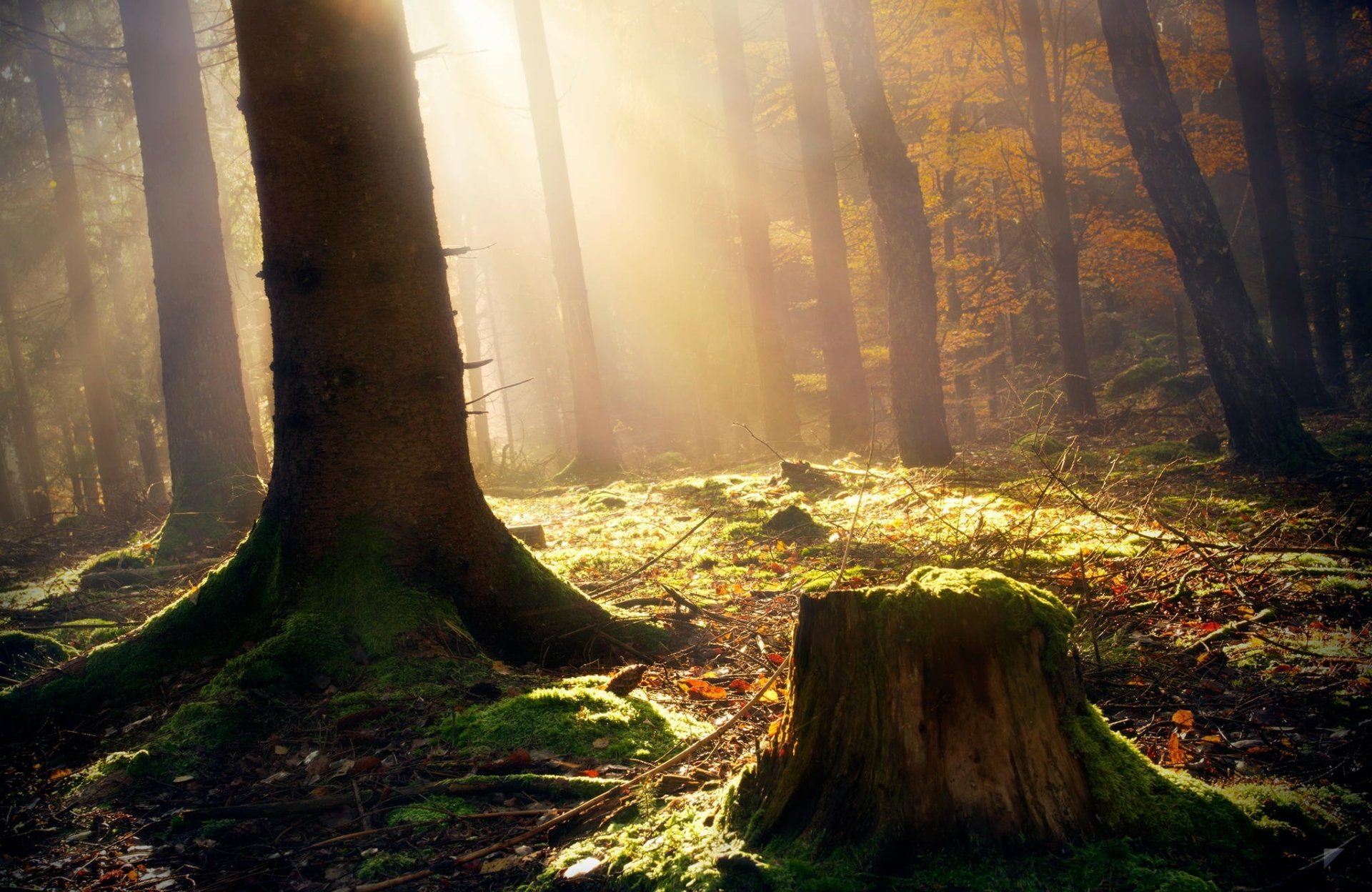 Download Nature Forest HD Wallpaper | 2048x1331 | Wallpaper Abyss