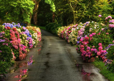 HD desktop wallpaper of a picturesque path lined with vibrant, colorful hydrangeas. The natural, spring setting features lush greenery and an array of blooming flowers.