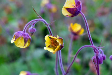 5K Ultra HD PC desktop wallpaper of yellow-petaled wildflower buds and open blooms on fuzzy purple stems against a soft green nature background.