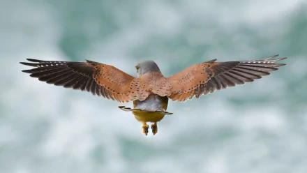 A kestrel bird captured mid-flight with wings spread wide against a blurred natural background, presented as an HD PC desktop wallpaper.