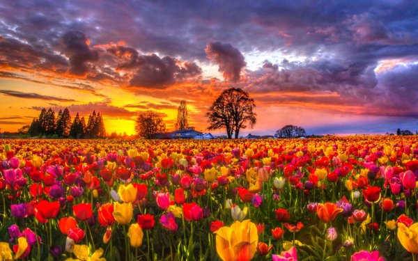 Nature Tulip Flowers Flower Field Sunset Tree Colors Colorful HD Wallpaper | Background Image