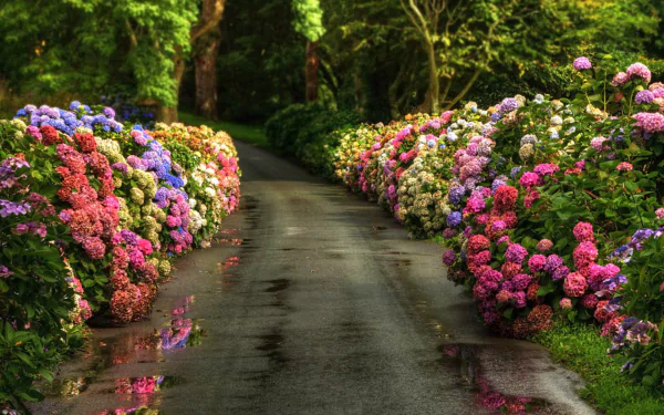 HD desktop wallpaper of a picturesque path lined with vibrant, colorful hydrangeas. The natural, spring setting features lush greenery and an array of blooming flowers.