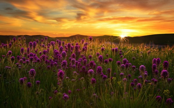 Nature Flower Flowers Field Sun Sunrise Purple Flower HD Wallpaper | Background Image