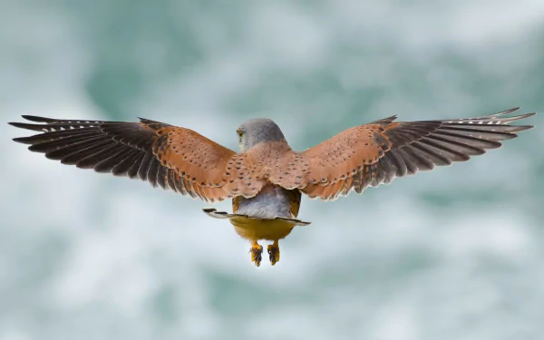 A kestrel bird captured mid-flight with wings spread wide against a blurred natural background, presented as an HD PC desktop wallpaper.