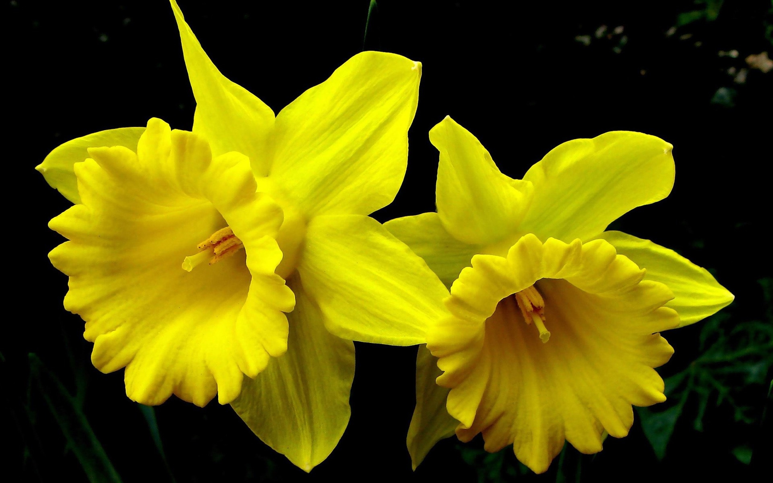 Download Yellow Daffodils HD Wallpaper | Background Image ...