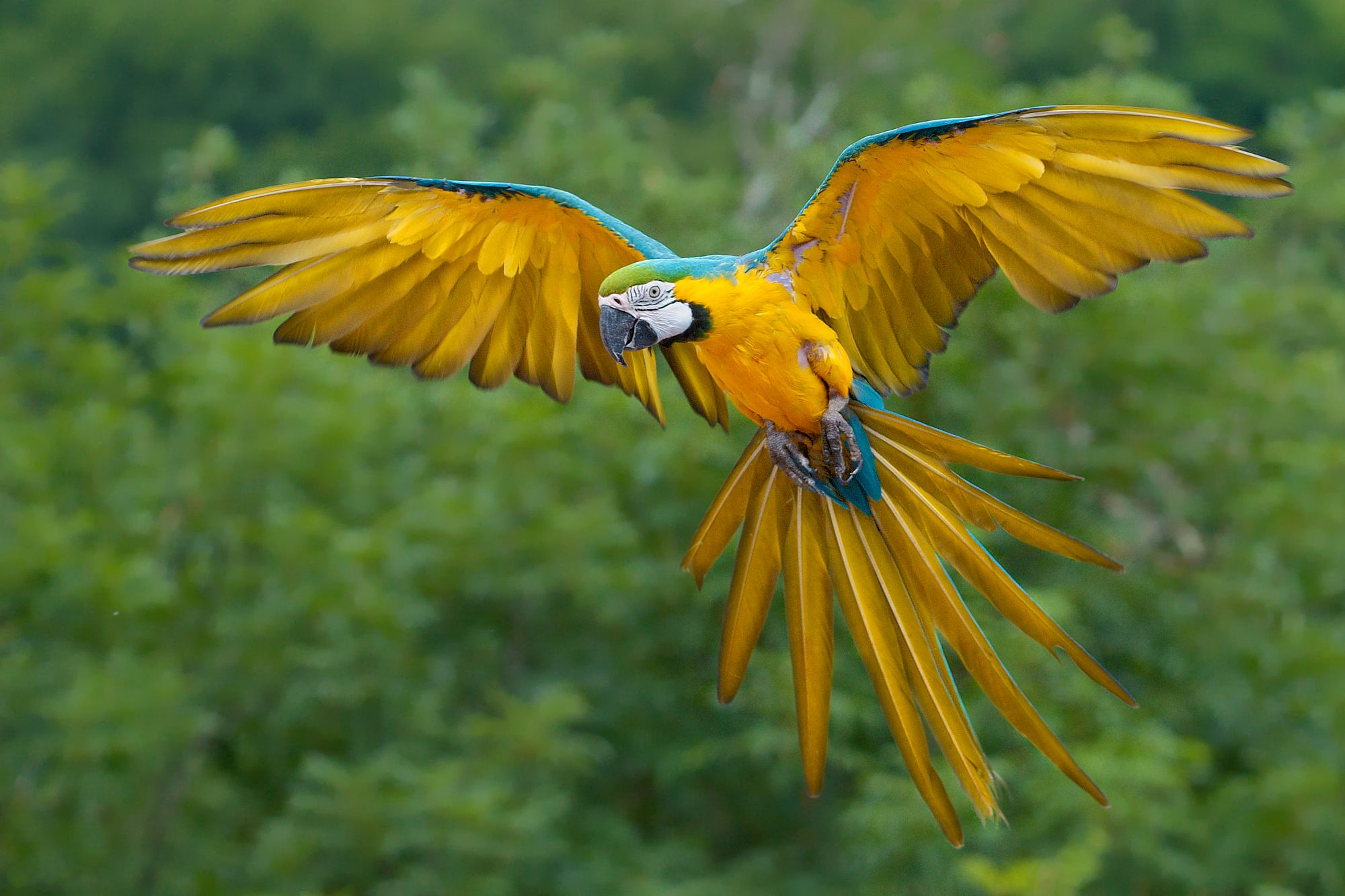 blue and gold macaw flying