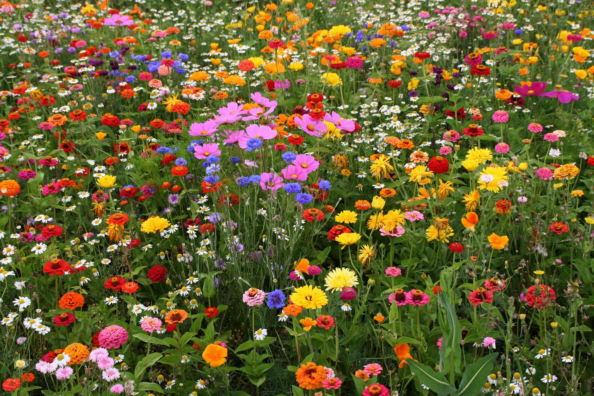 Vibrant Spring Blossom A Colorful HD Wallpaper By Bert Lubbers