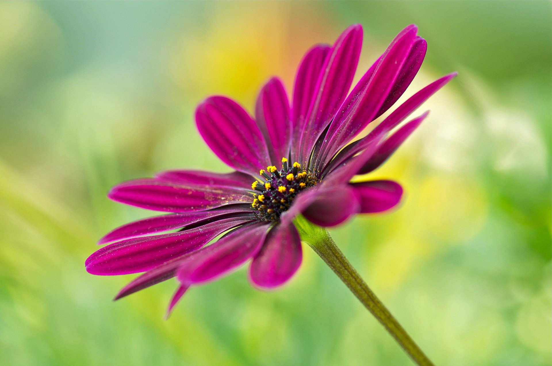 Download Blur Purple Flower Flower Nature Daisy HD Wallpaper by Anna ...
