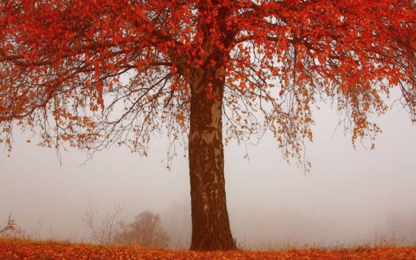Earth Tree Trees Fall Red Fog HD Wallpaper | Background Image