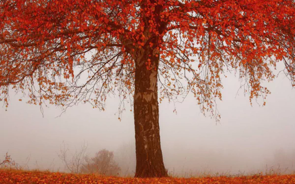 HD PC desktop wallpaper featuring a vibrant red tree standing amid foggy fall nature, creating a serene and atmospheric autumn scene.