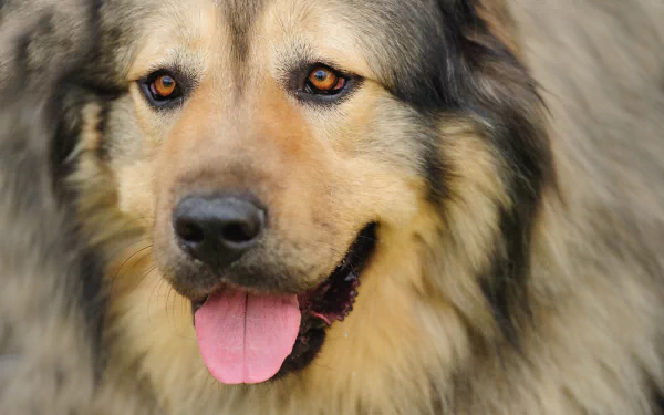  Beautiful Dog