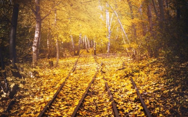 Man Made Railroad Tree Leaf Fall Birch HD Wallpaper | Background Image