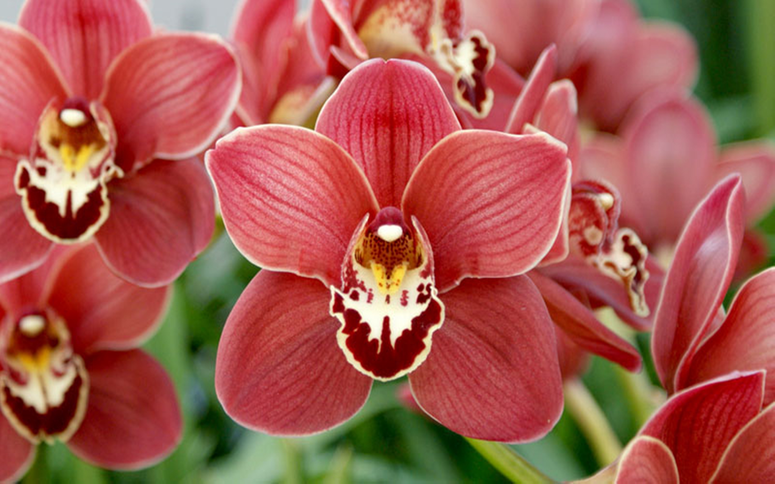 Download Close-up Flower Pink Flower Nature Orchid HD Wallpaper