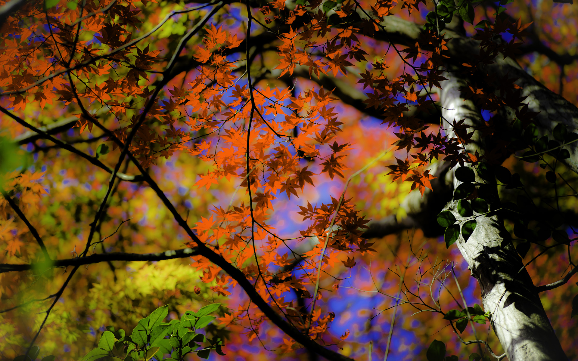Autumn Leaves HD Wallpaper | Background Image | 1920x1200