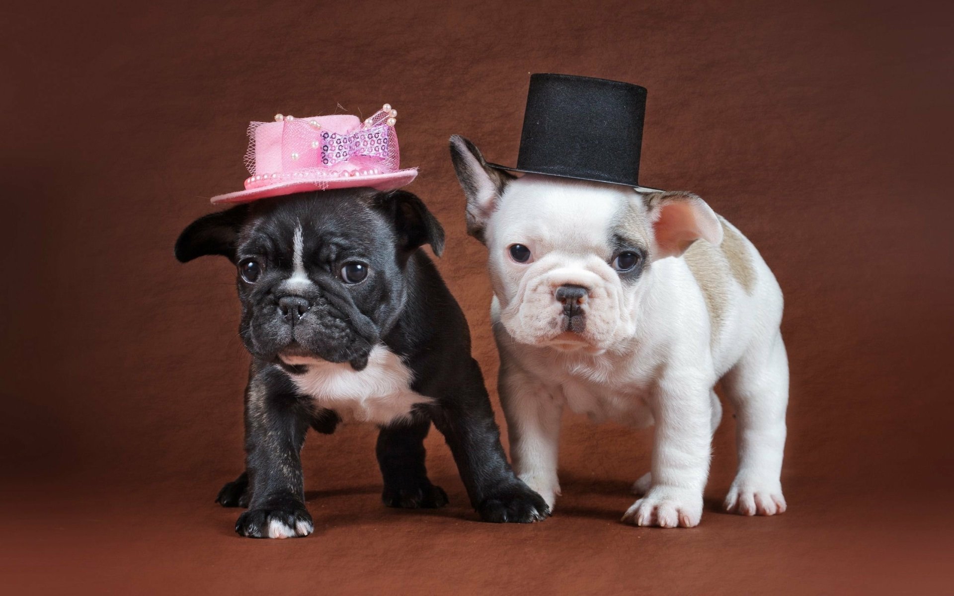HD desktop wallpaper featuring two French Bulldog puppies, one wearing a pink hat and the other a black top hat, against a brown background.