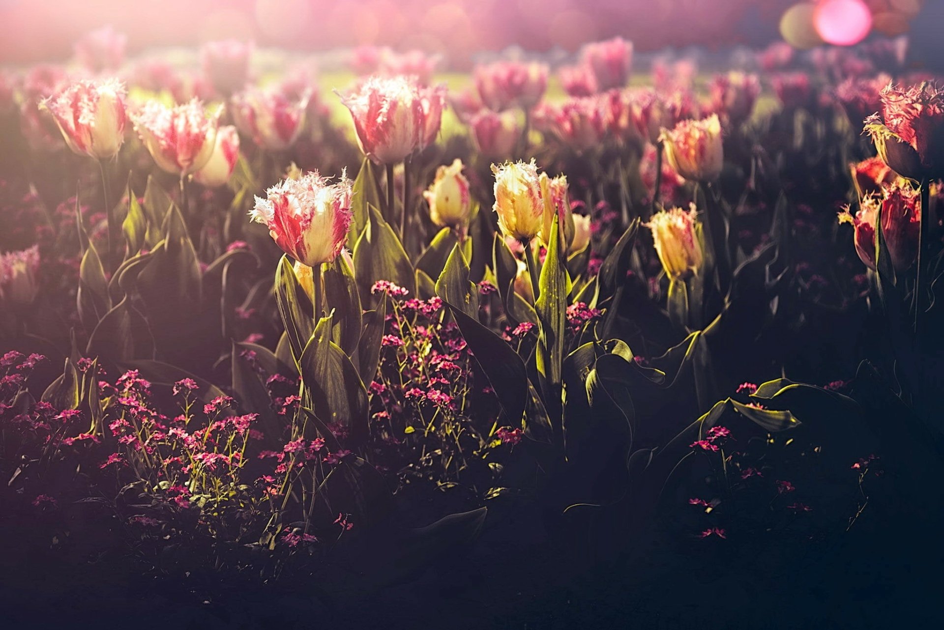 Download Flower Nature Tulip HD Wallpaper