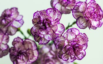 Carnation Hd Wallpapers Background Images