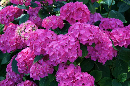  Pink Hydrangeas